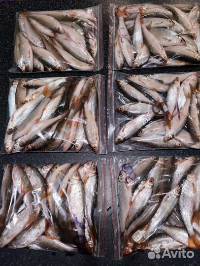 Живец плотва