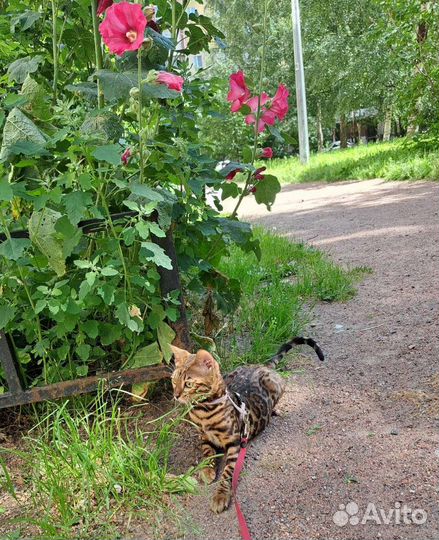 Бенгальская принцесса