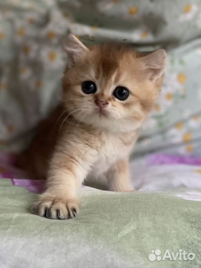 Шотландская кошечка