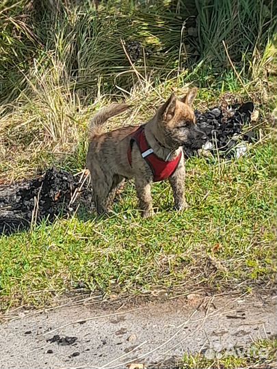 Продам щенка