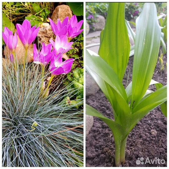 Первоцветы, Почвопокровники, Хризантемы, Гвоздики