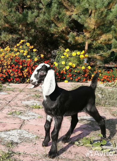 Козочки англо-нубийские