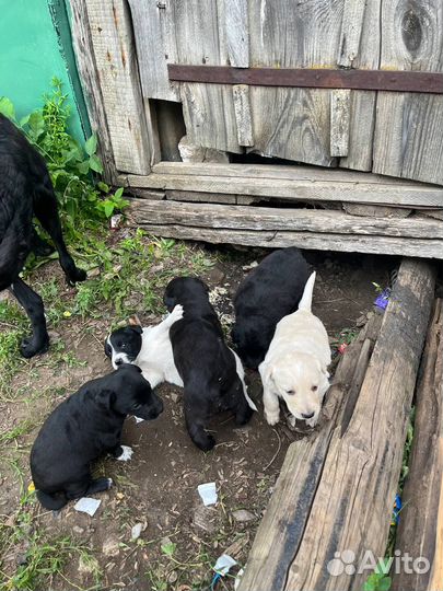Щенки мальчики и девочки