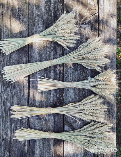 Сухоцветы пшеница