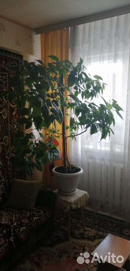 Китайская роза (гибискус мохровый красный)