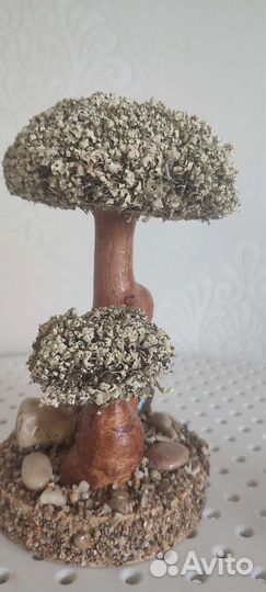 Дерево бонсай живое