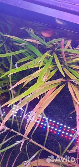 Растения для аквариума бесплатно