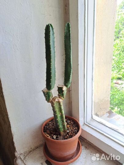 Кактусы и книги