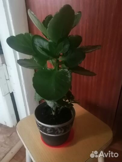 Комнатный цветок каланхое