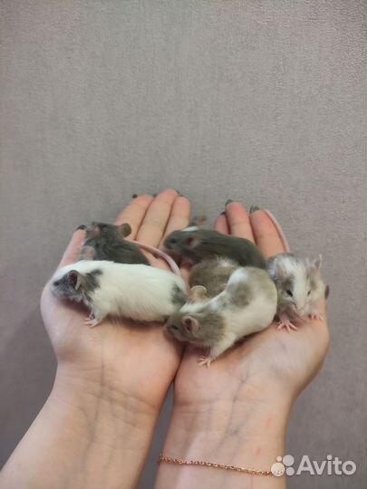 Мышь, мышь декоративная, мыши, мышь домашняя