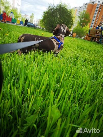 Шлейка для маленькой собаки