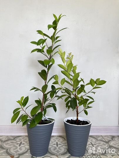 Фикус микрокарпа гинсенг