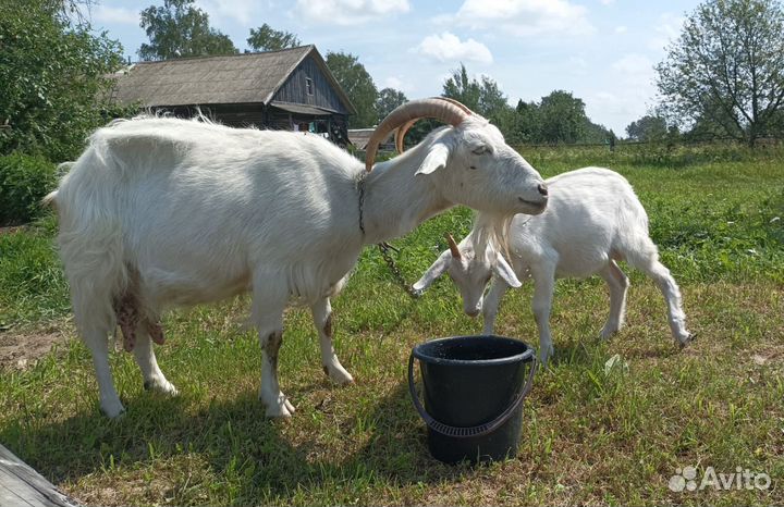 Коза дойная