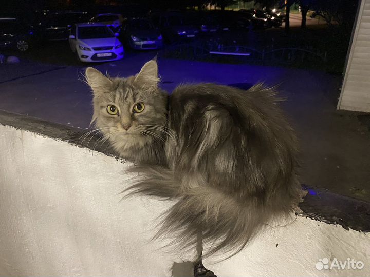 Нашел кошку