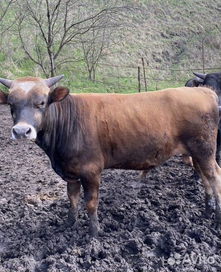 Бычки на мясо откорм