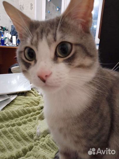 Отдам ласкового кота