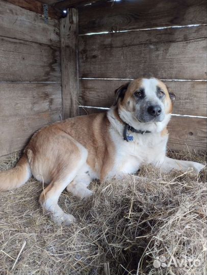 Метис алабая ищет семью