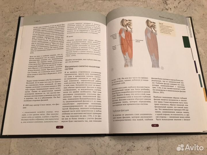 Фасция, Дэвид Лесондак