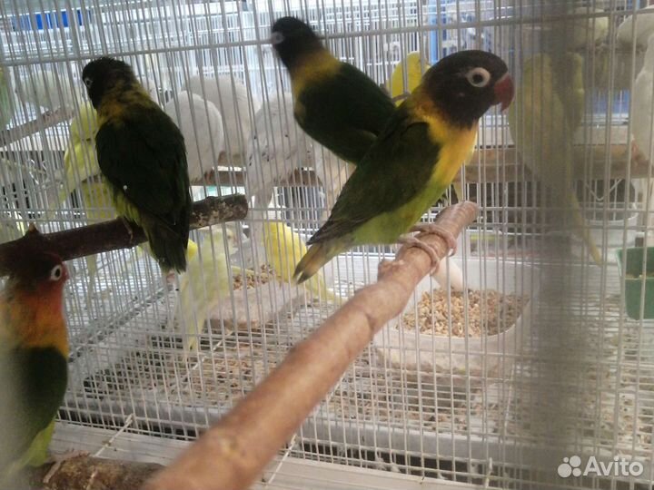 Попугай неразлучник и другии
