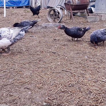 Индоутки тяжелой линии