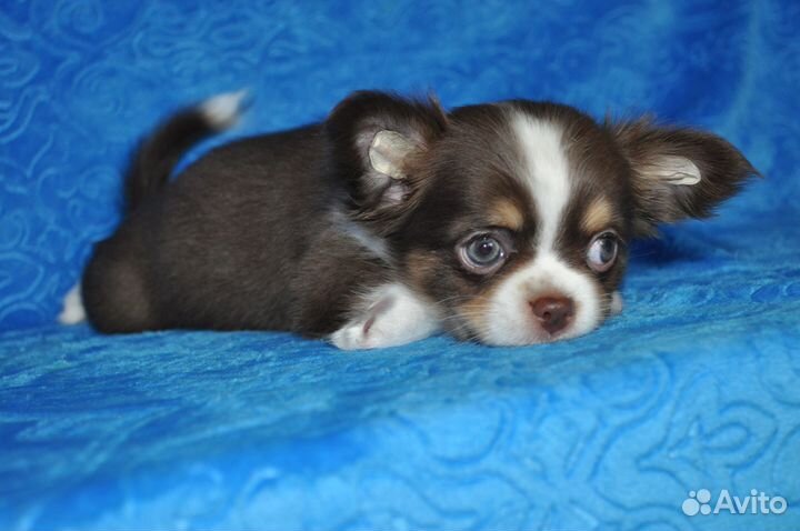 Самая красивая девочка