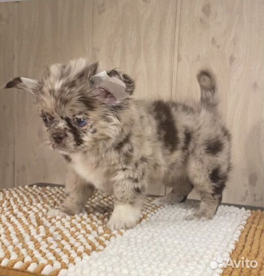 Щенки чихуахуа