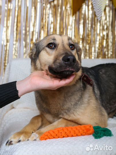 Спасите Брусничку из приюта