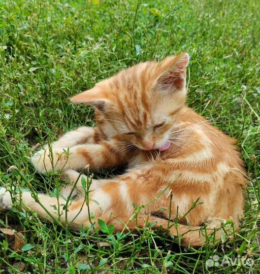 Рыжий котенок в дар