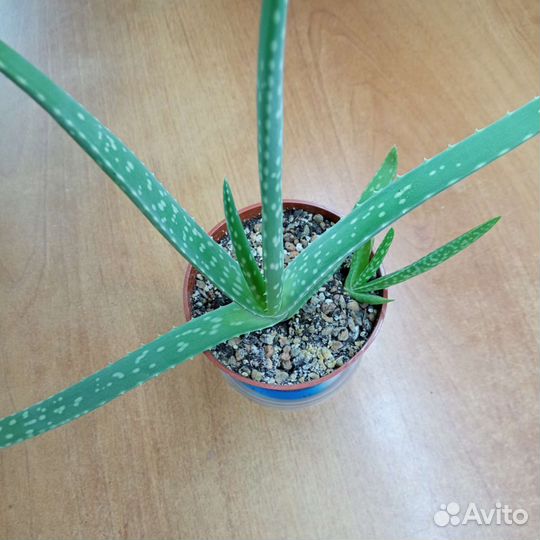 Алоэ
