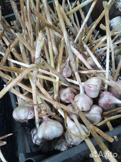 Чеснок озимый