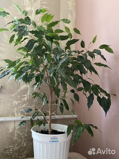Фикус бенджамина