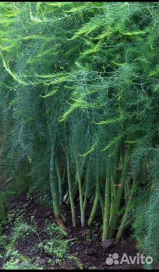 Садовые растения