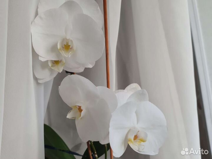 Дендробиум