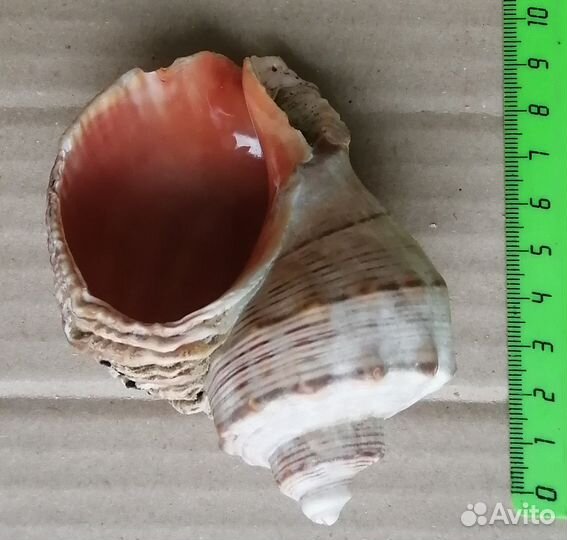 Ракушки для декора, поделок