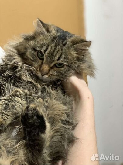 Стерилизованная кошечка