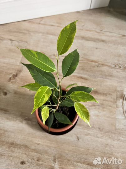 Фикус бенджамина