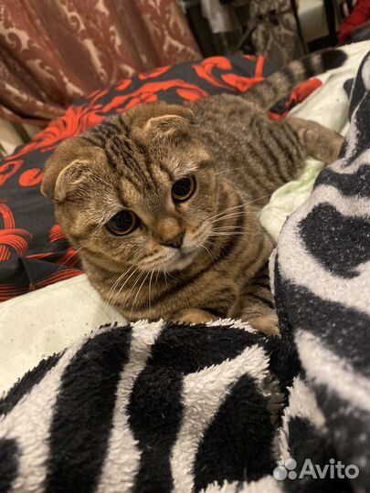 Шотланский котенок