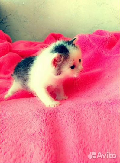 Котята в добрые руки бесплатно коты