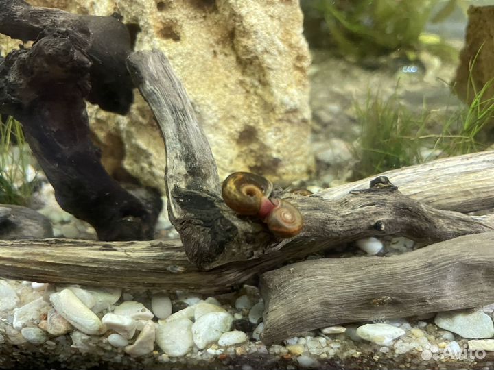 Аквариумные растения