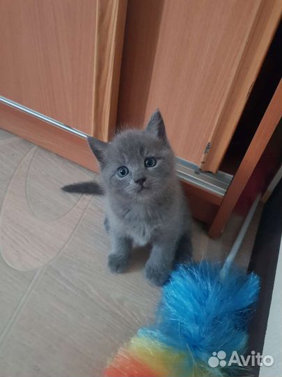 Британские котята
