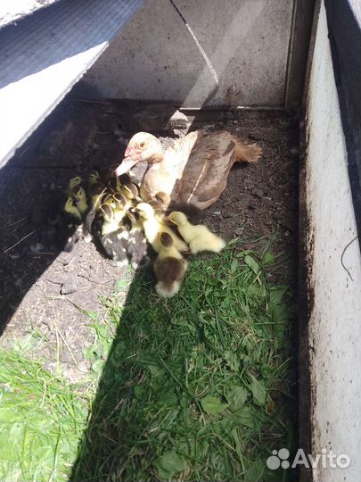 Мускусные индоутята