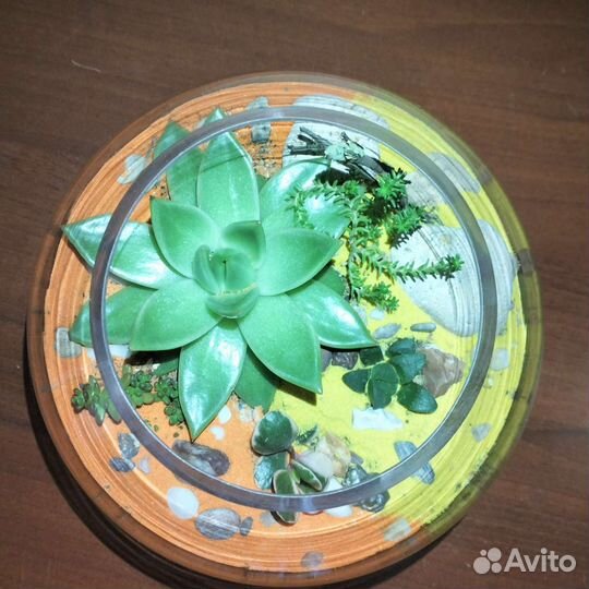 Флорариум суккуленты