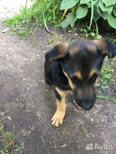 Маленькая собака в добрые руки бесплатно