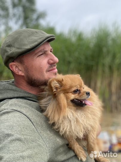 Померанский шпиц вязка