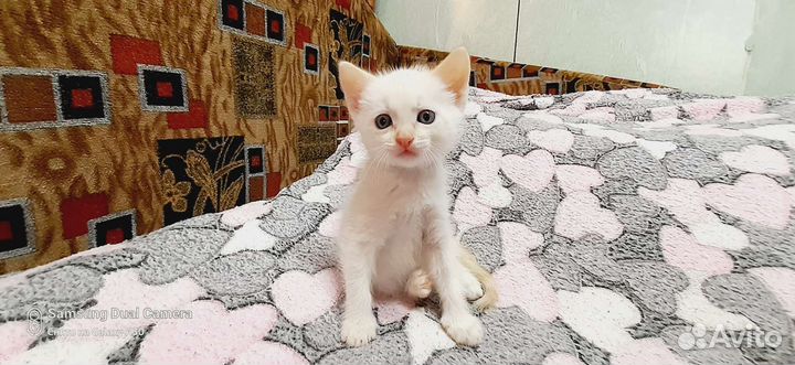 Отдам в добрые руки