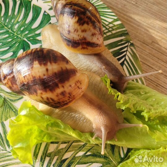 Улитки ахатины