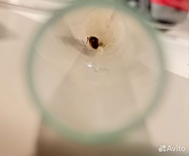 Чёрный садовый муравей (lasius niger ) 2 матки