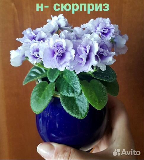 Мини фиалки, детки