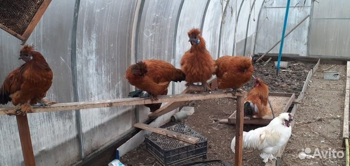 Петух китайский шелковый,декоративные кохинхины