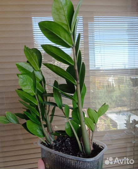 Замиокулькас